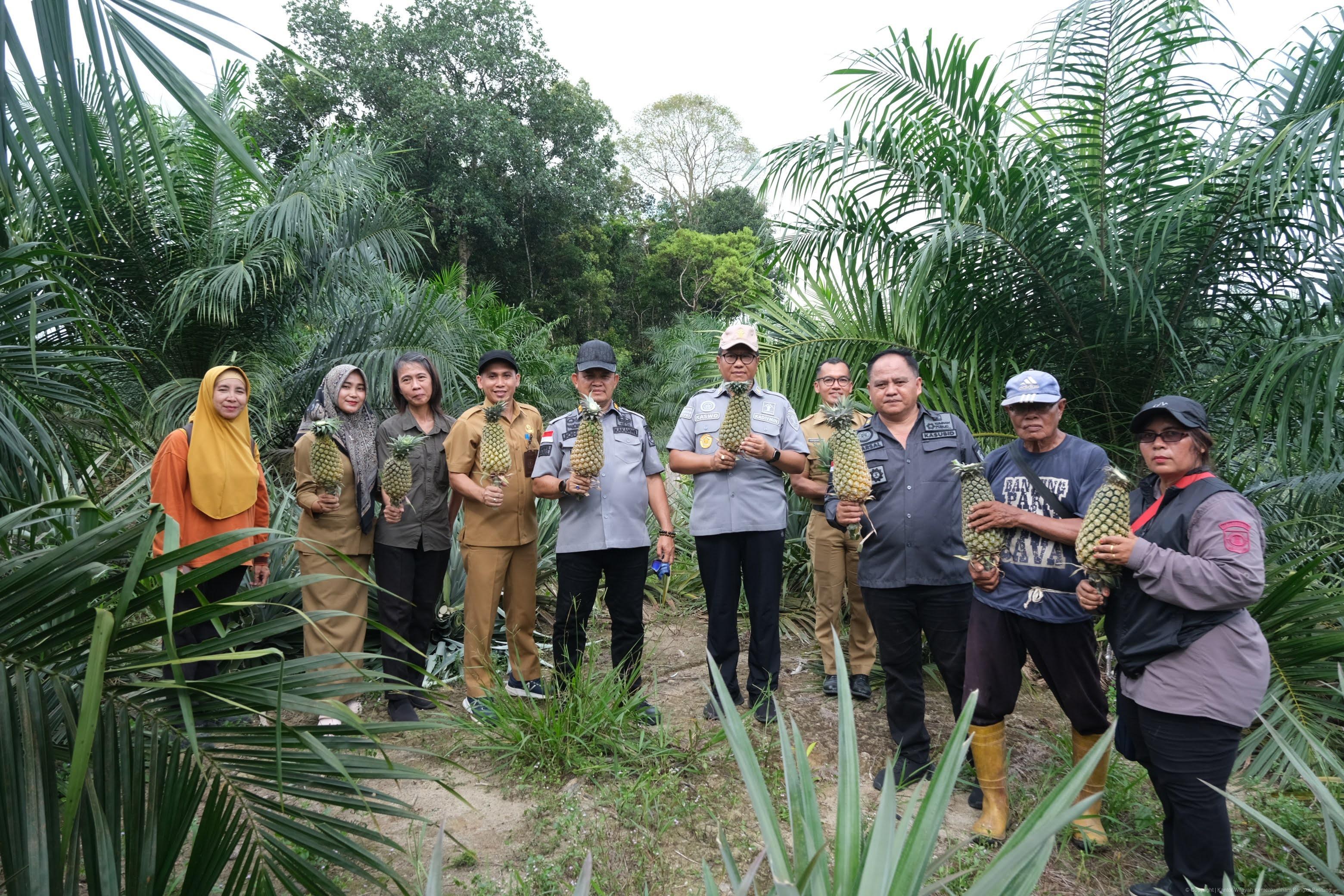 Nanas Bikang Bangka Selatan