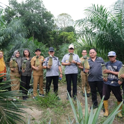 Nanas Bikang Bangka Selatan